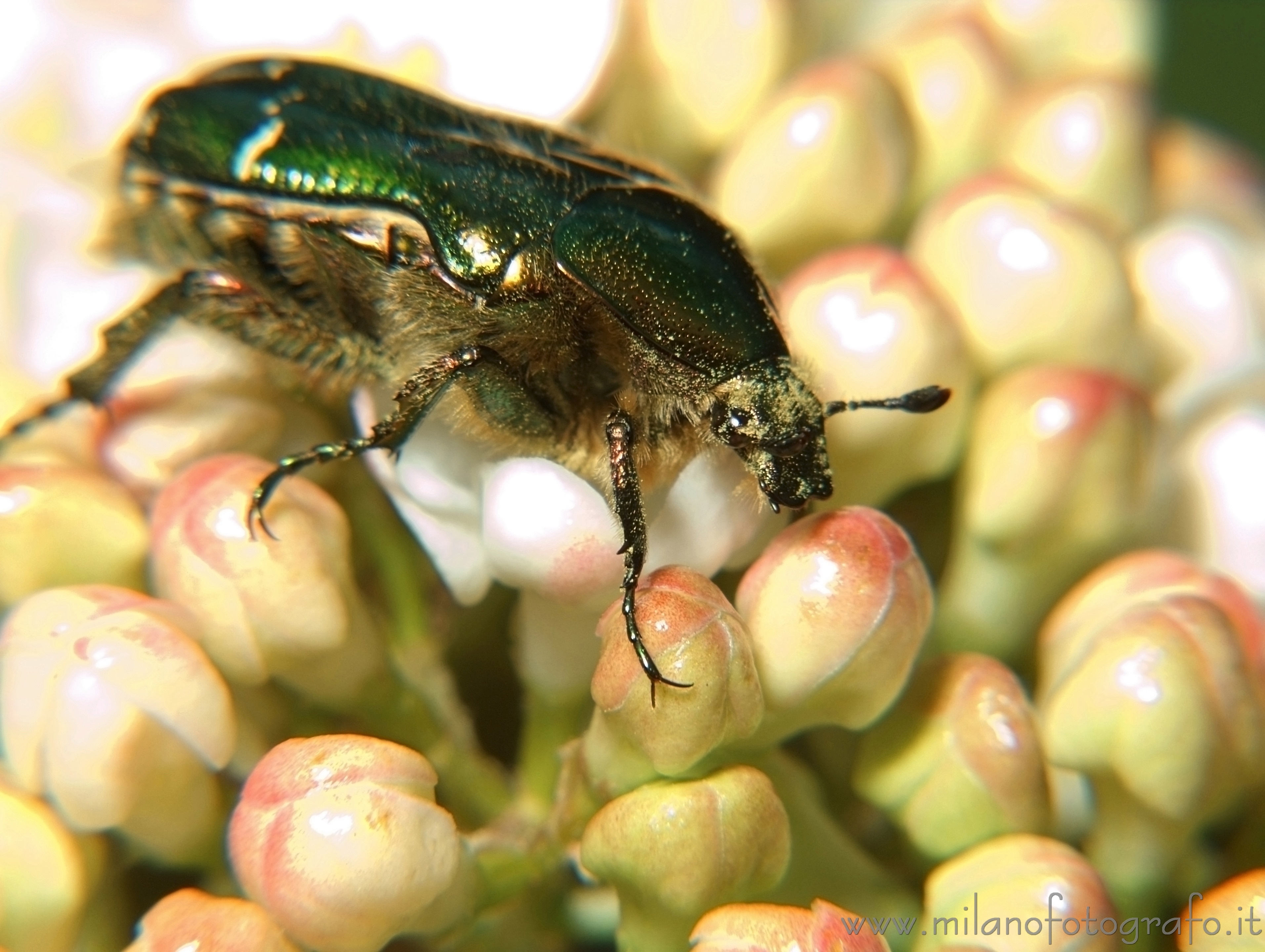 Campiglia Cervo (Biella, Italy) - Probably Potosia cuprea metallica (otherwise Cetonia aurata)